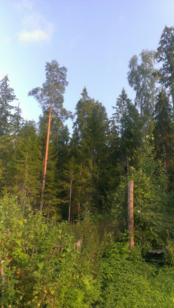 Александр Мышковский | Гатчина