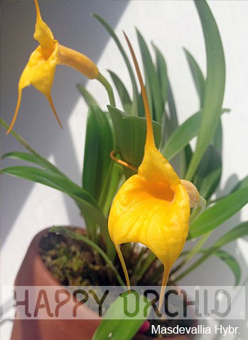 Лилия Николаева | Москва