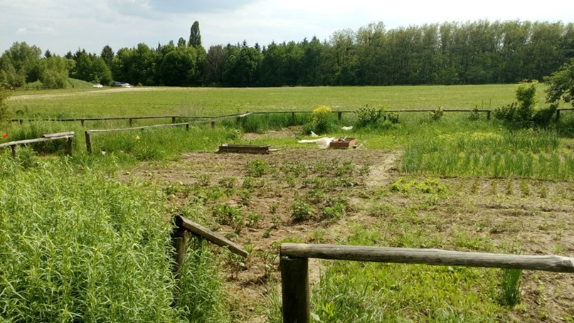 Елена Левицкая | Киев