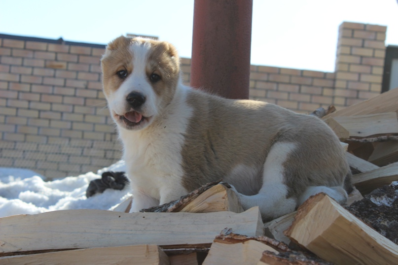 Оксана Мурсалимова | Уфа