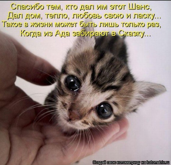 Елена Михайлова |