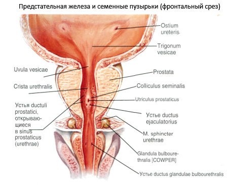 АНАТОМИЯ АППАРАТА УДЕРЖАНИЯ МОЧИ. ПАТОЛОГИЧЕСКАЯ ФИЗИОЛОГИЯ НЕДЕРЖАНИЯ МОЧИ ПРИ
