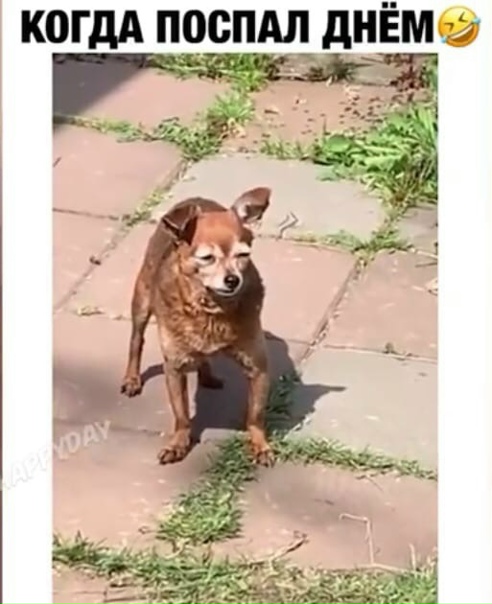 Когда поспал днем мем Когда поспал днем мем