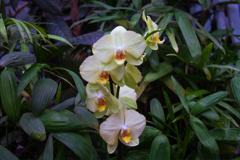 Жемчужины коллекций китайских императоров: Ботанический сад ТвГУ приглашает на выставку орхидей, изображение №11