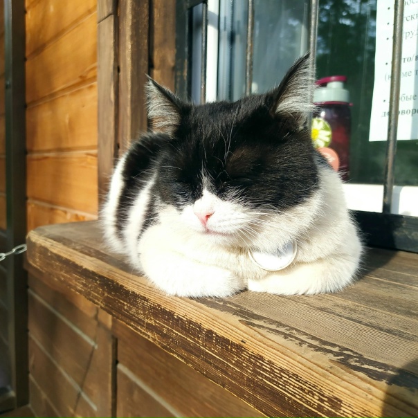 Хватит уже плохих новостей!Вот хорошая.Кошка на окне...