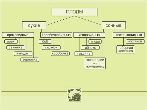 Классификация лучистых грибков это... Что такое Классификация лучистых грибков?