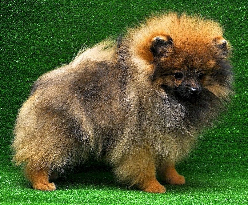 Немецкий шпиц: описание и рекомендации по содержанию