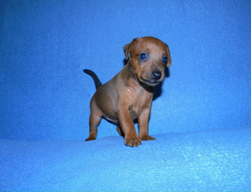 Наталья Веселова | Гатчина