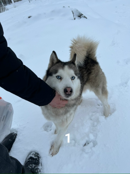 #ПотерялиНашлиПомогите 1 Срочно!Кто потерял?Пока у...