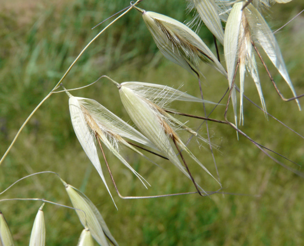 Avena sterilis - Image of an specimen - Plantarium