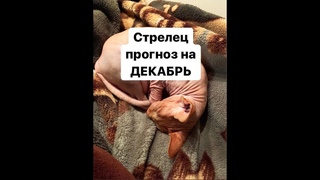 СТРЕЛЕЦ таро-прогноз на ДЕКАБРЬ