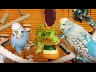 9 hours of budgie sounds to keep your pets in happy bird company