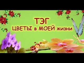 ТЭГ  “ЦВЕТЫ в МОЕЙ жизни“. Комнатное цветоводство.