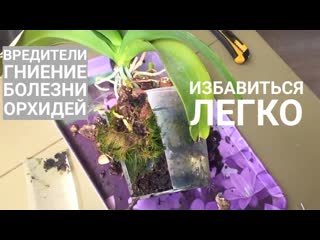 о ГНИЕНИИ ОРХИДЕИ, ВРЕДИТЕЛЯХ и БОЛЕЗНЯХ ОРХИДЕИ - причины и следствия