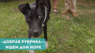 «Добрая рубрика»: ищем дом Норе