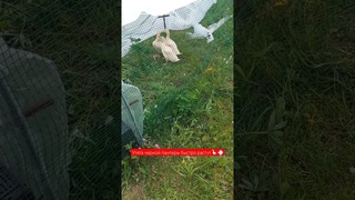 Черная Пантера (Утята Каюги) Быстро растет|#shorts #short #shortvideo #shortsvideo #farming #food