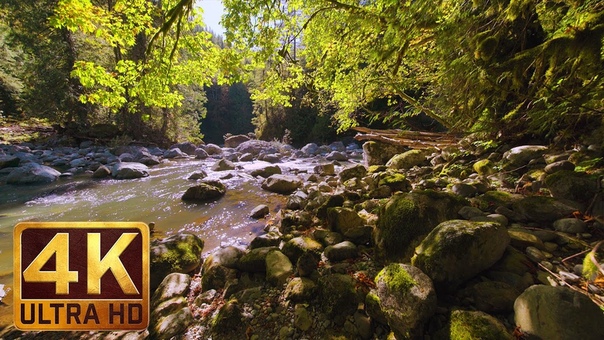 Virtual Forest Walk in 4 K, 2 HRS Relaxation Video with Nature Sounds WATER FOREST Part