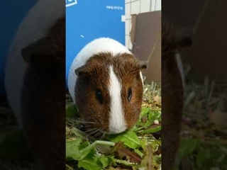 Tiny (The Famous Wheeking Keyboard Guinea Pig) Does Some Nom Nom On Some Yum Yum