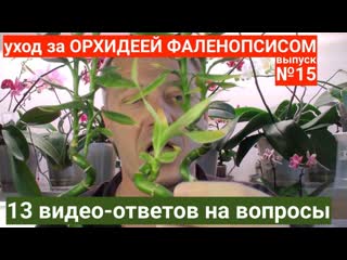 Фаленопсис в домашних условиях, корни орхидеи цветоносы и листья - 13 вопросов и ответов