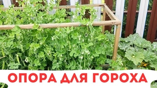 САМАЯ ЛУЧШАЯ ОПОРА ДЛЯ ГОРОХА / КАК ПОДВЯЗАТЬ
