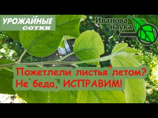 Эта ПОДКОРМКА всё исправит! Что делать, если летом пожелтели листья на деревьях