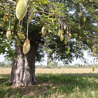 баобаб африканский плоды. семена баобаба занзибар. баобаб хлебное дерево. баобаб плоды. семена баобаба.