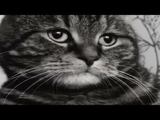 мем  кот грустит  (шаблон)