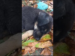 🆘 Бездомный малыш спит на листве. Кто может приютить?🙏🐶🏡 Дубки. Для связи 89898663197
