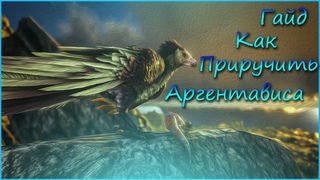 ГАЙД! КАК ЛЕГКО ПРИРУЧИТЬ АРГЕНТА!