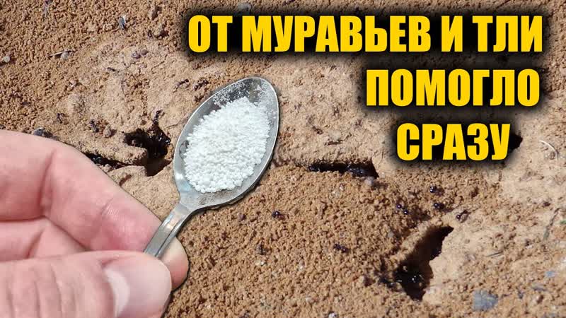 ЗА 1 РАЗ ИЗБАВИЛАСЬ ОТ МУРАВЬЕВ И ТЛИ НАВСЕГДА Я В ШОКЕ ЭТОТ