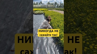 2 САМЫЕ ГЛАВНЫЕ ОШИБКИ при посадке растений!