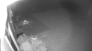 Florida woman spots ’baby dinosaur’ running through yard
