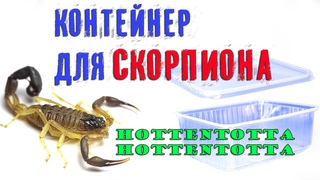 Скорпион  Хоттентотта Хоттентотта  ПОДАРОК СКОРПИОНУ