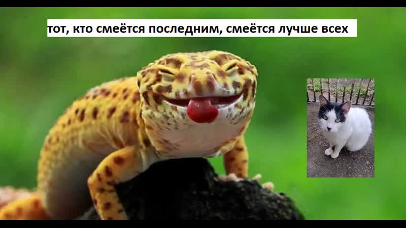 Смешные ящерицы
